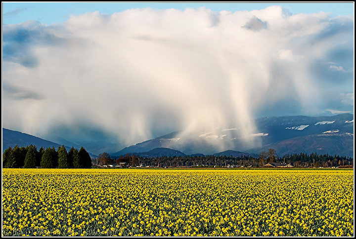 Rain Squall on Daffodils