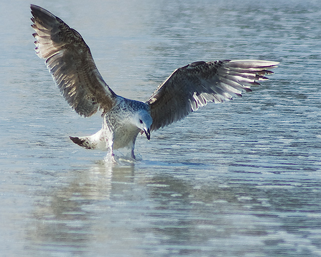 Landing Gear Down