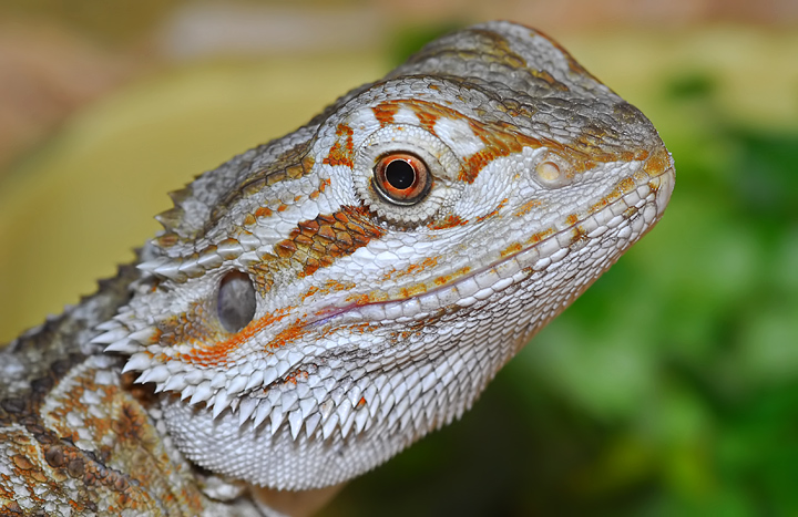 Bearded Dragon