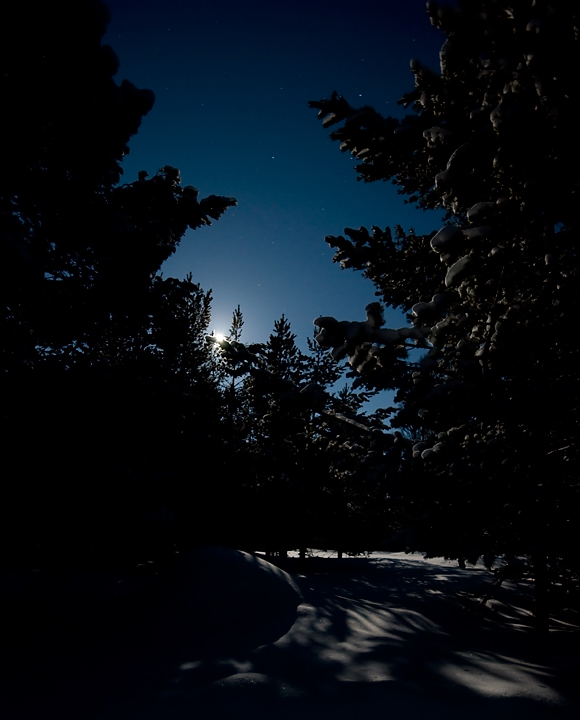 Moonlit forest