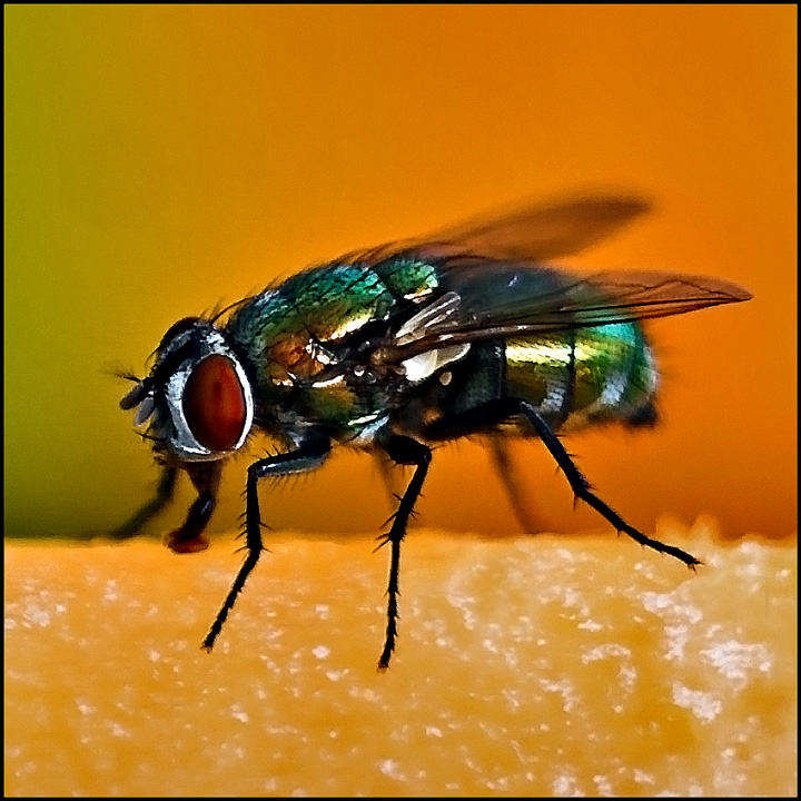 Mr. Fly