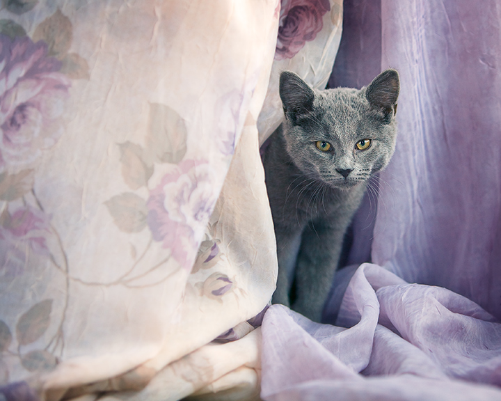 Curtain Kitty
