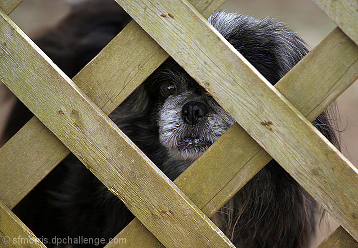Peking through the fence