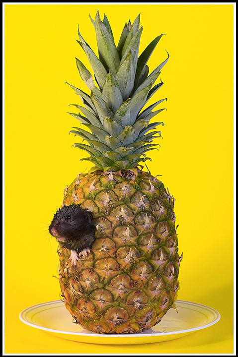 Who lives in a pineapple...