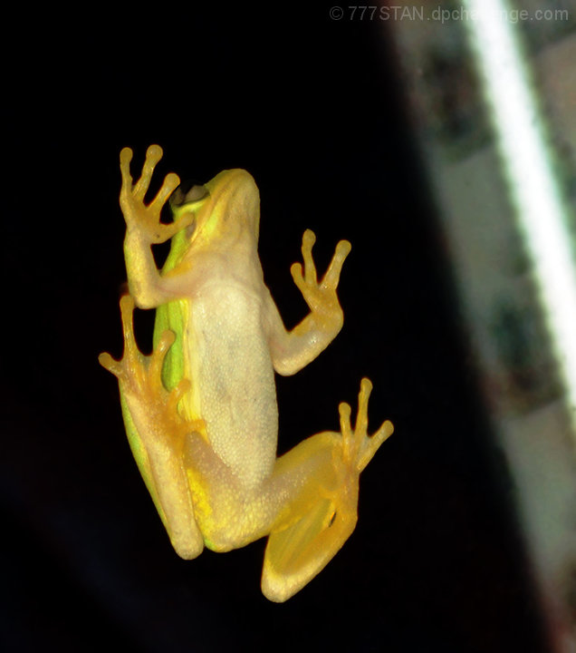 "What Ya Watchin'?" (Frog on Living Room Window Near Thermometer)