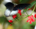 Fly Away