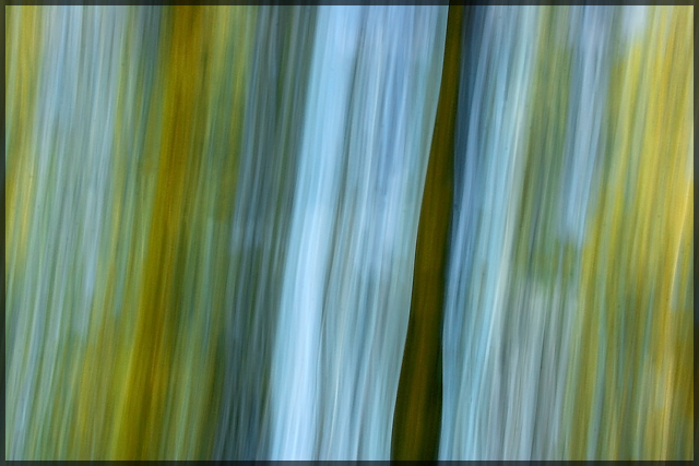 The Flowing Forest