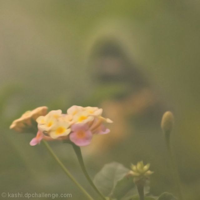 Butterfly in the Mist