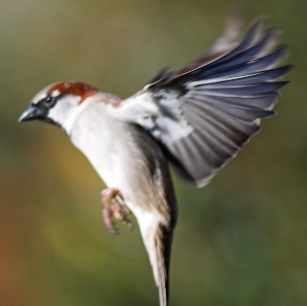 Sparrow on the wing