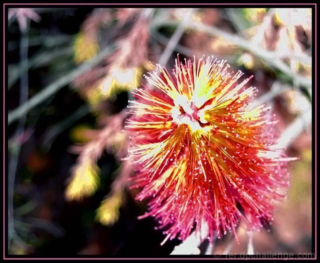 Bottlebrush Firework