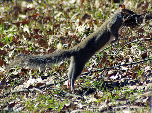 Squirrels & "Toddler" Portraits: "Catch Me If You Can!"