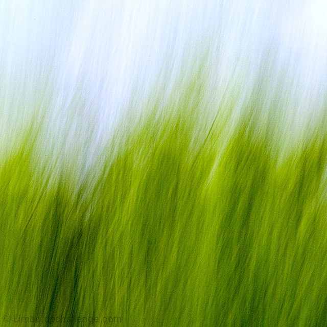 Grasses