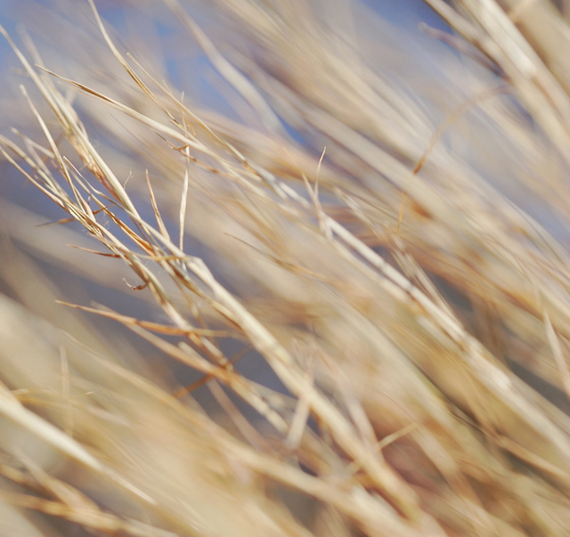 windswept