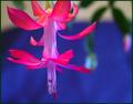 Colorful Bloom