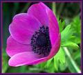 Natures Beautiful Color