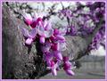 Virginia Redbud