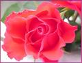 Coral Rose