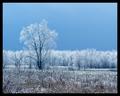 April Showers Bring... White Trees?