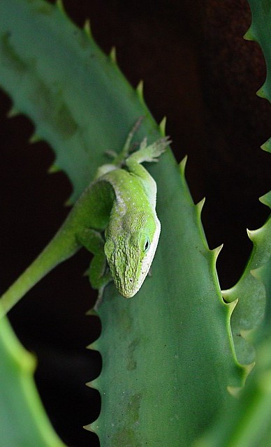 Camouflage