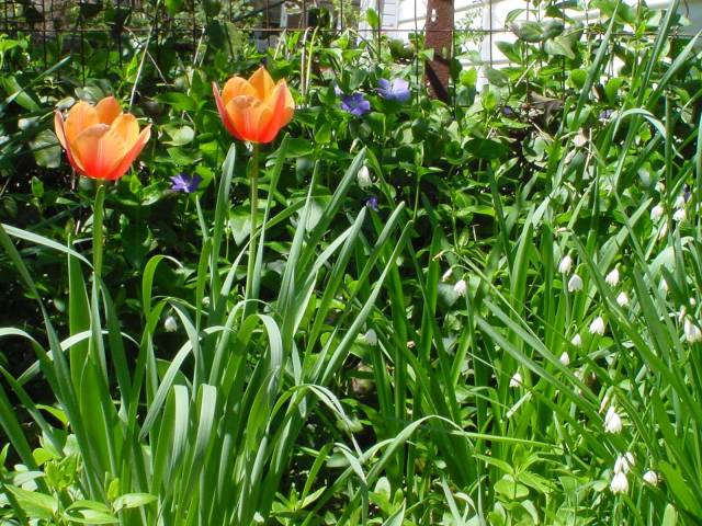 "My garden ...really!"