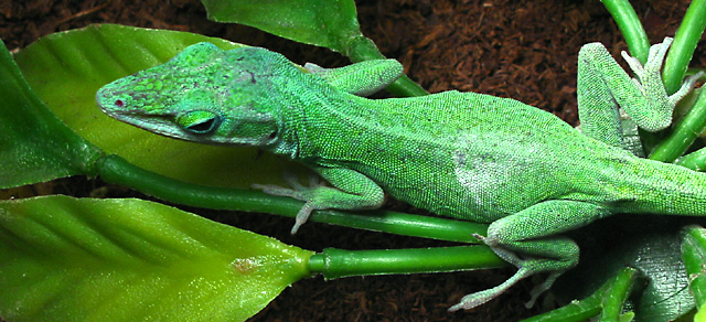 Lean GREEN cricket-eatin' machine