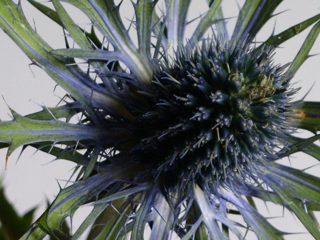 Scottish Rose (a simple Thistle)