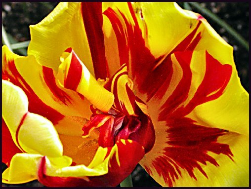 Flaming Tulip