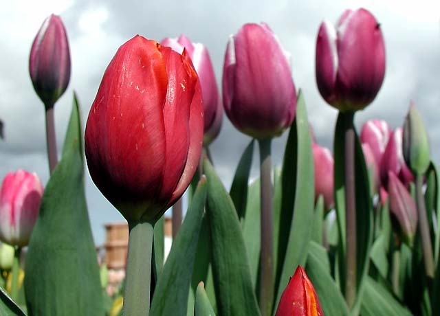 Tulips