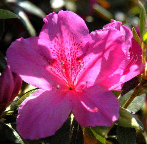 Pink Azalea