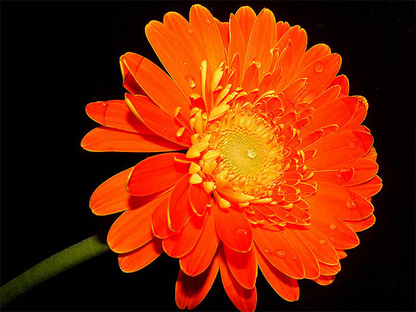 orange flower