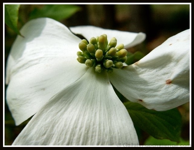 Colors of Spring (Dogwood Blossom)