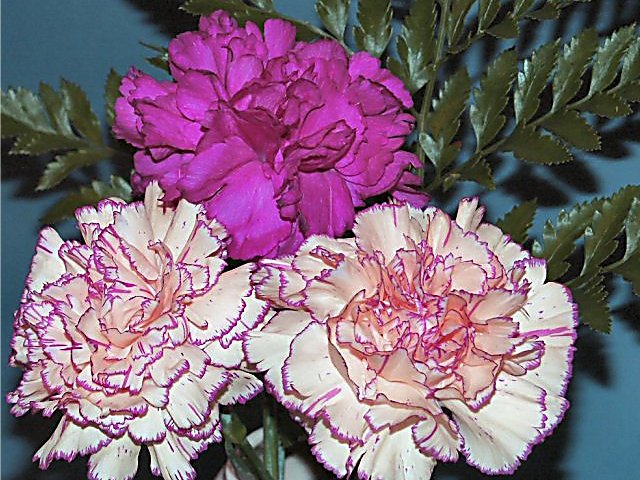 Carnations