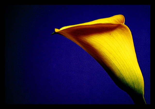 Colored Calla