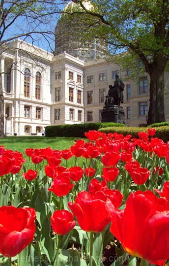 Capitol Tulips