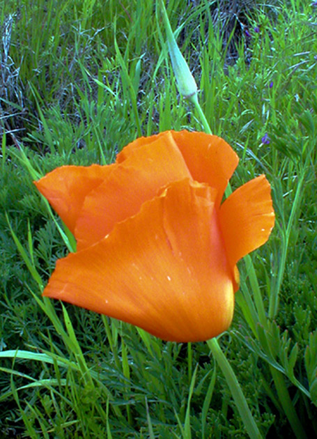 California Poppy