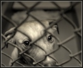 Chance of Adoption: Virtually Nil