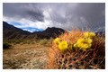 California Desert
