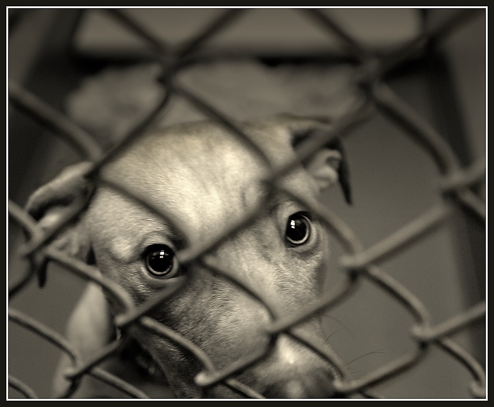 Chance of Adoption: Virtually Nil
