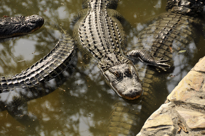 Gator Alley....