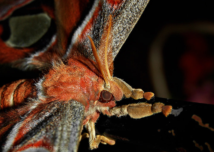 Atlas Moth : Life is HARSH when you're born without a mouth !   