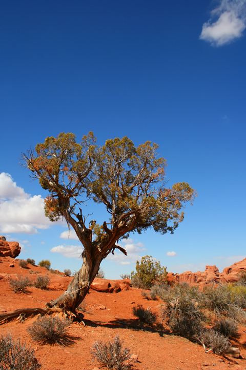 Alone in the desert