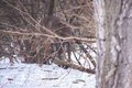Natures Camoflauge