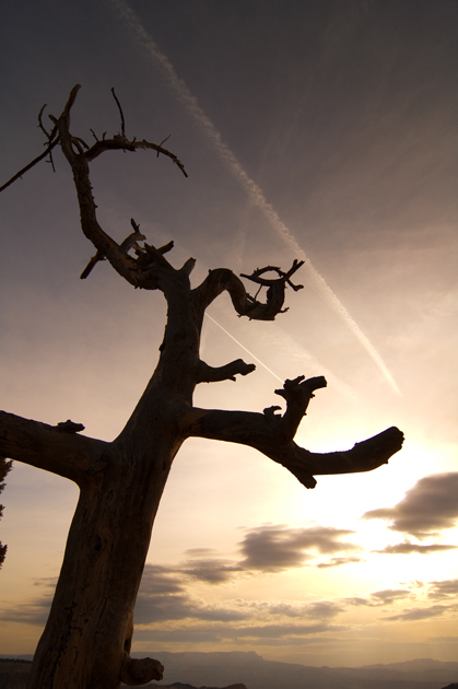 The Tree and The Sky