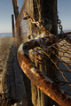 Rusted Fence