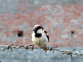 Sparrow on the fence 