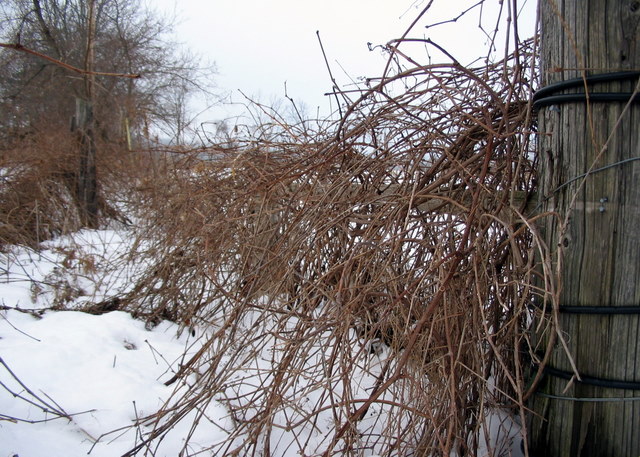 Fence Reclaimed by Nature