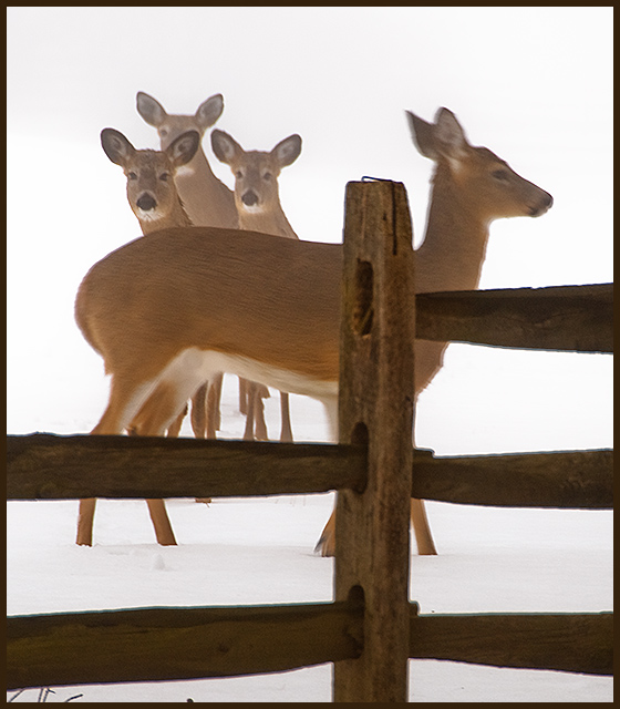 Peering Over the Fence