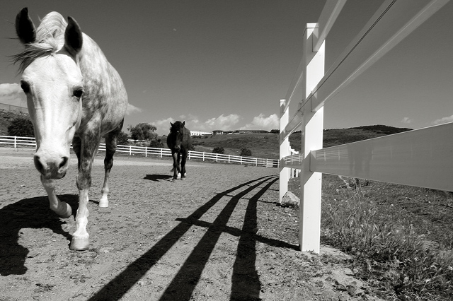 Fence Walkers