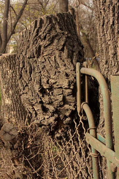 The fence and the nature.