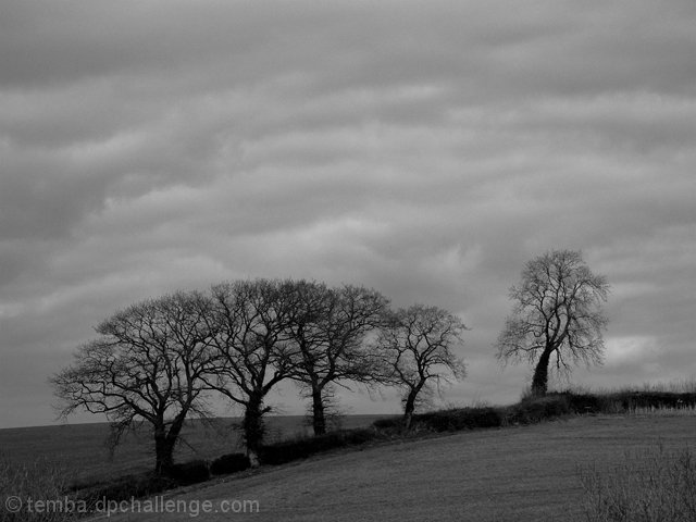 Fencing by Nature - Hedgerows